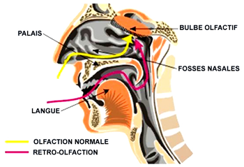 La retro-olfaction
