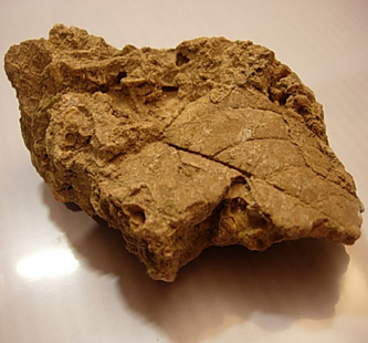 Fossile de Sézanne